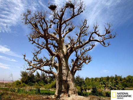 Baobab